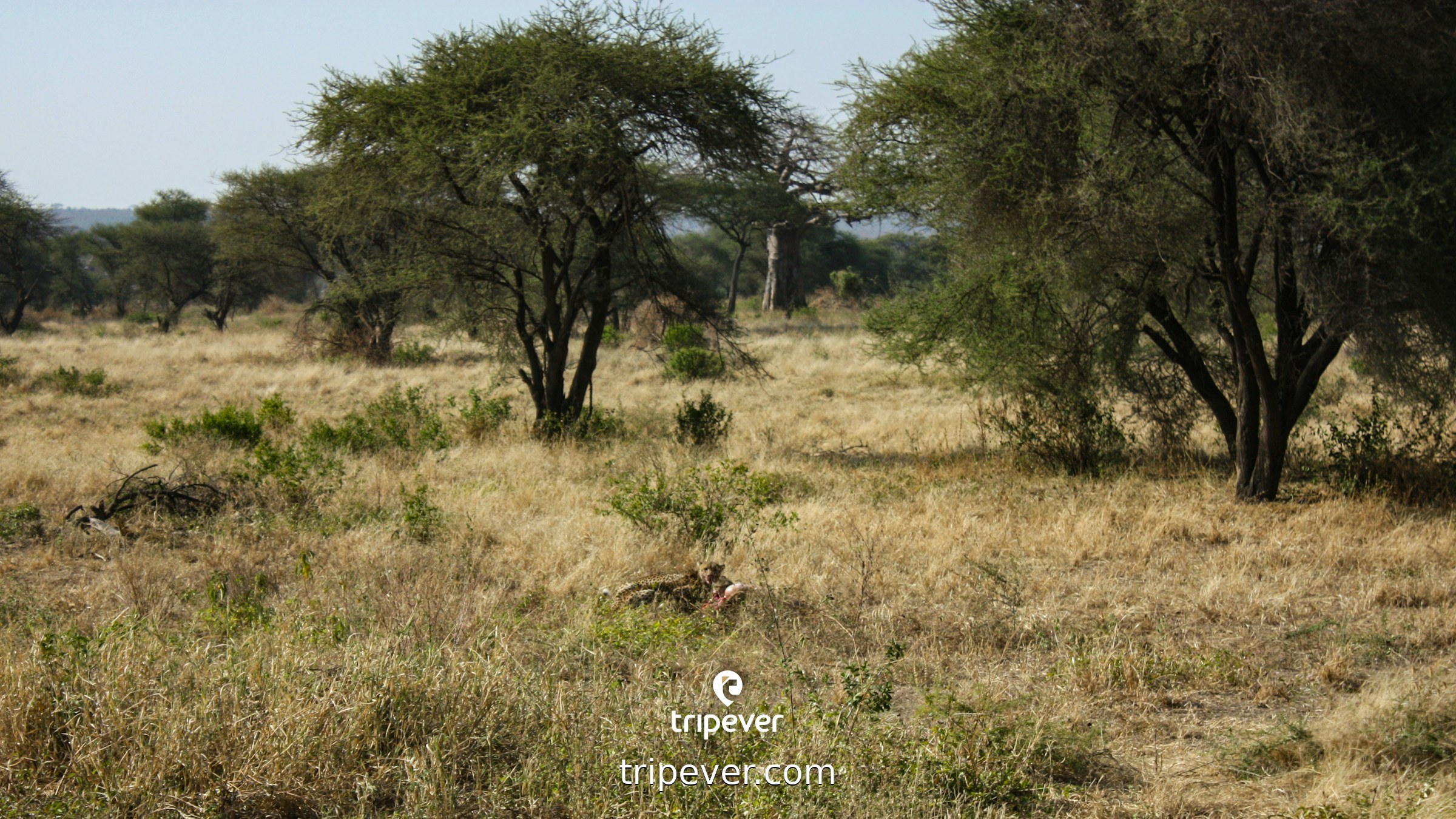 Savanna landscape with acacia trees and dry grass photo ...