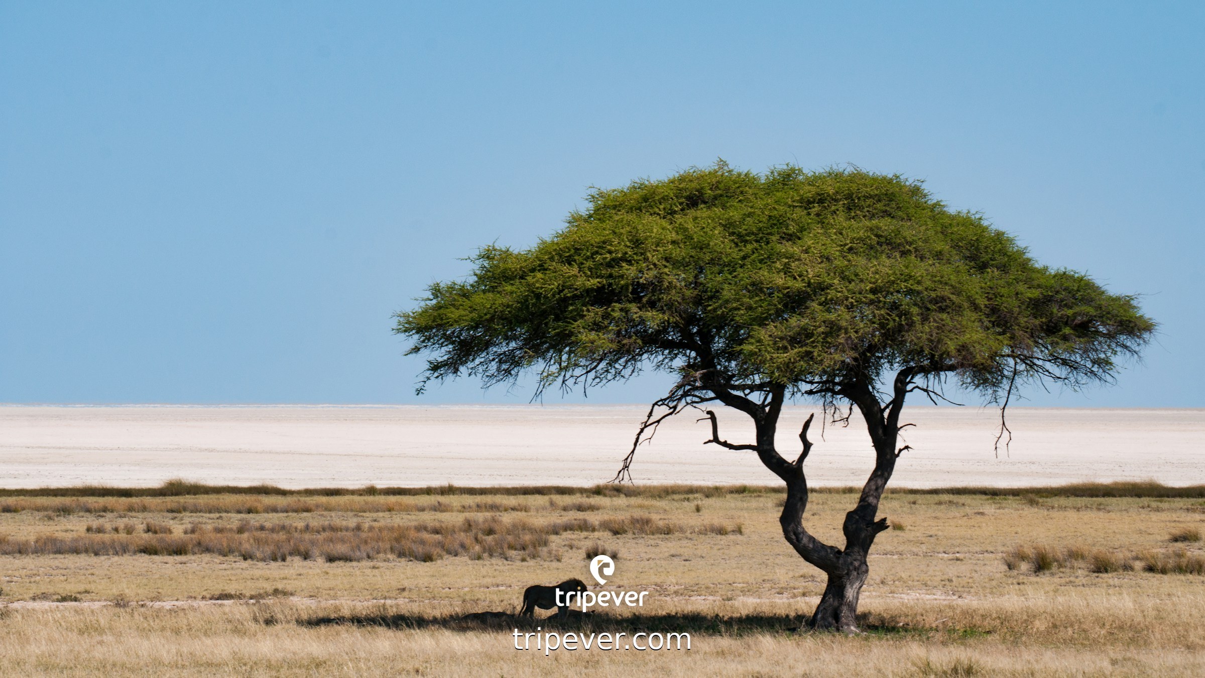 Solitary acacia tree in a dry savanna landscape. photo ...