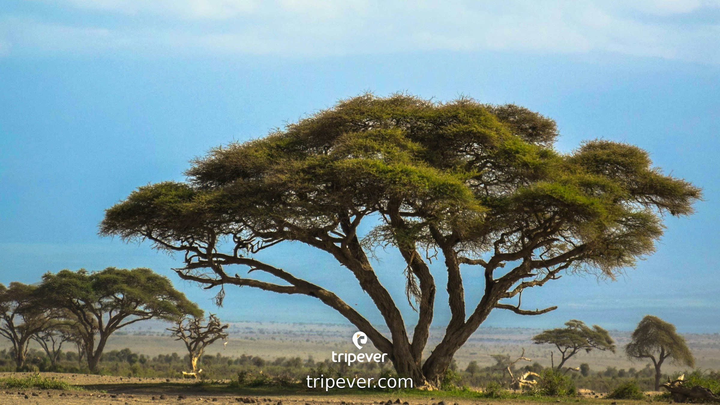 Solitary acacia tree in a dry savanna landscape. photo ...